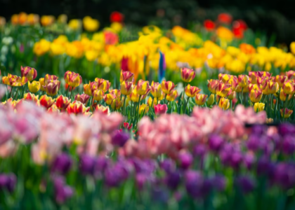 many colorful tulips