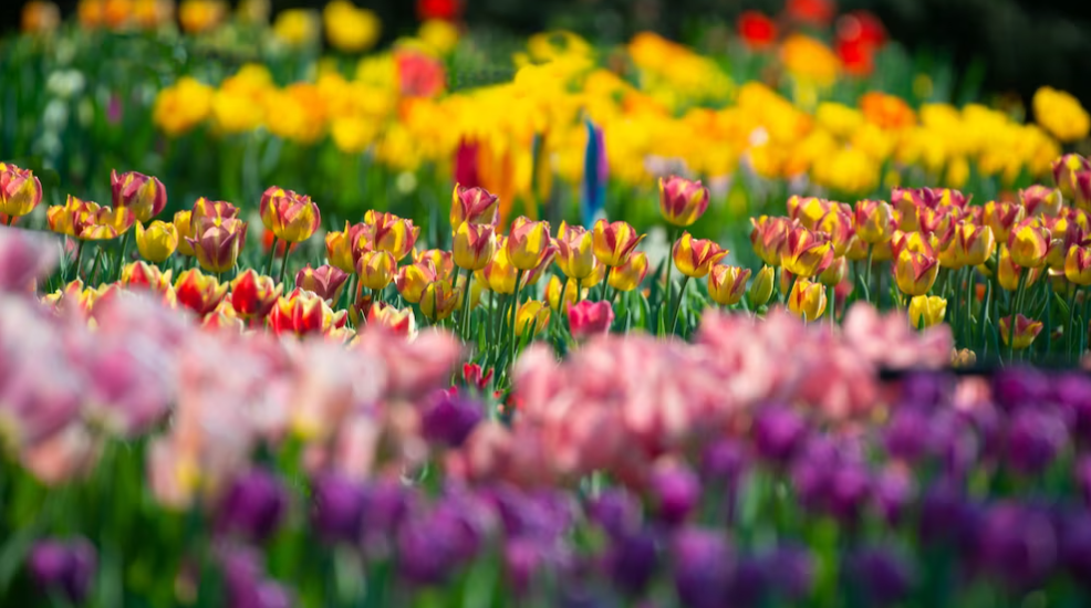 many colorful tulips