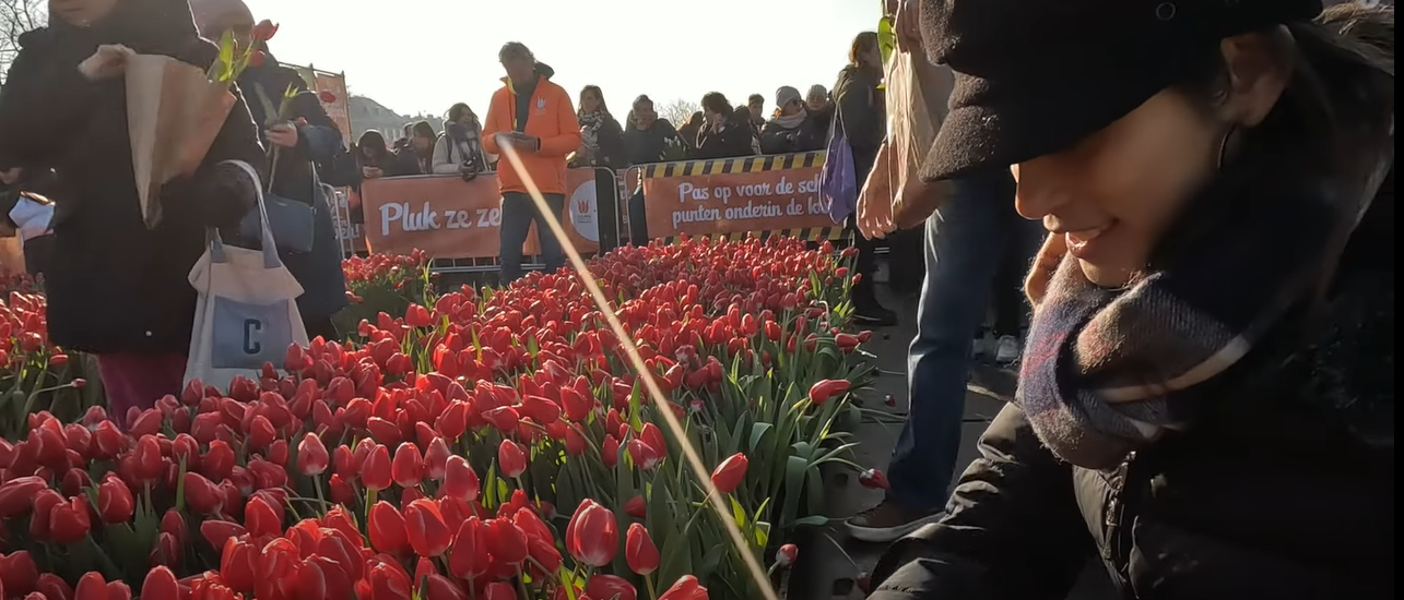 Vibrant red tulips and a girl wearing a hat positioned close to the camera