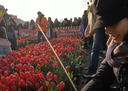 Vibrant red tulips and a girl wearing a hat positioned close to the camera